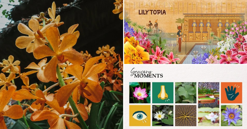 Lilytopia 2026 gallery image 2