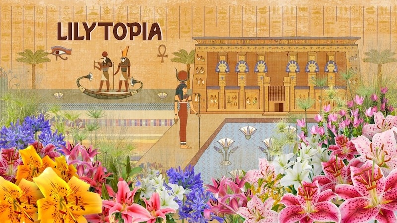 Lilytopia 2026 gallery image 3